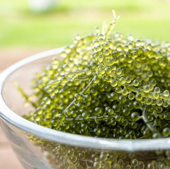 ぷちぷち海ぶどう 500g ＋タレ6ケ付 - 【海ぶどう農園 海ん道~uminchi