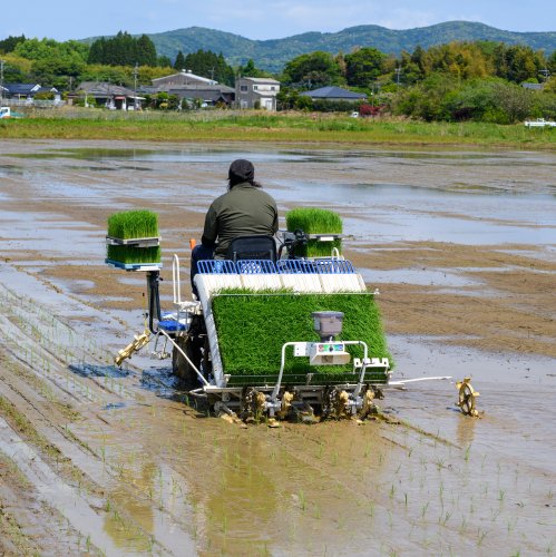 新米】令和３年産 鹿児島ヒノヒカリ 籾30㌔ - 米