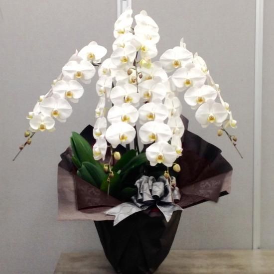 5万円 仏事 葬儀 胡蝶蘭 白5本立 36 39 H 105cmxw 90cm 5万円 仏事 葬儀 胡蝶蘭 白5本立 36 39 H 105cmxw 90cm