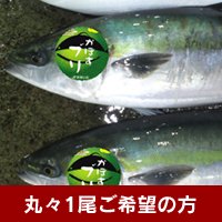 かぼすぶり 丸々1尾ご希望の方 大分県産産地直送 4kg 5kg 冷蔵便 円 豊後水道海鮮市場