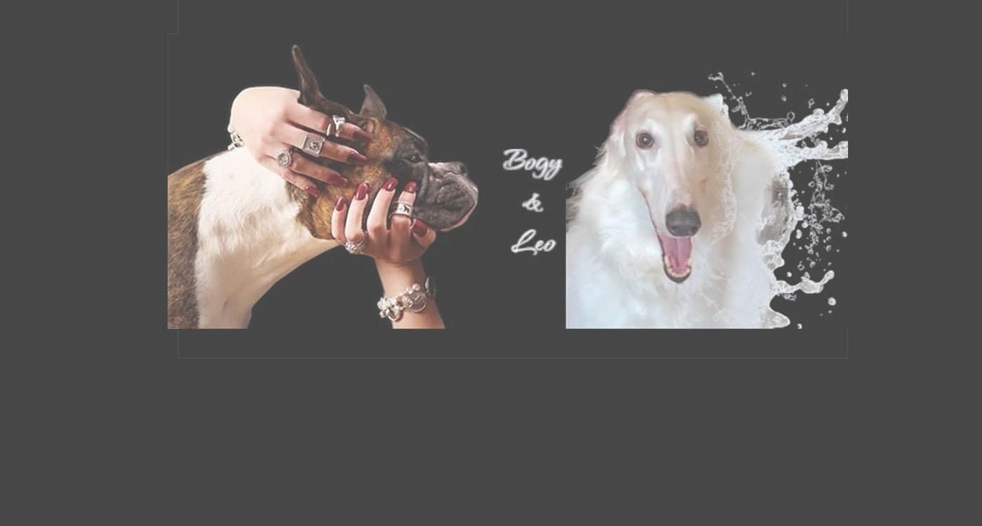 美品・箱付き】ボギー＆レオ／ドッグ リング SV925／18号 美品・箱付き