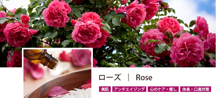 ローズ｜Rose - Rose Plaza
