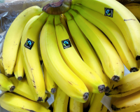 【エクアドル産】おいしさひろがるフェアトレードバナナ（バレリー種）11kg《直送、送料込》