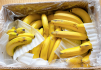 エクアドル産バナナ 11kg 《直送,送料込み》
