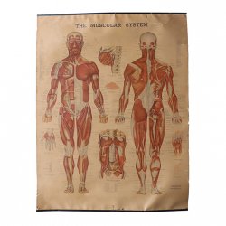 <img class='new_mark_img1' src='https://img.shop-pro.jp/img/new/icons47.gif' style='border:none;display:inline;margin:0px;padding:0px;width:auto;' />VINTAGE ANATOMICAL