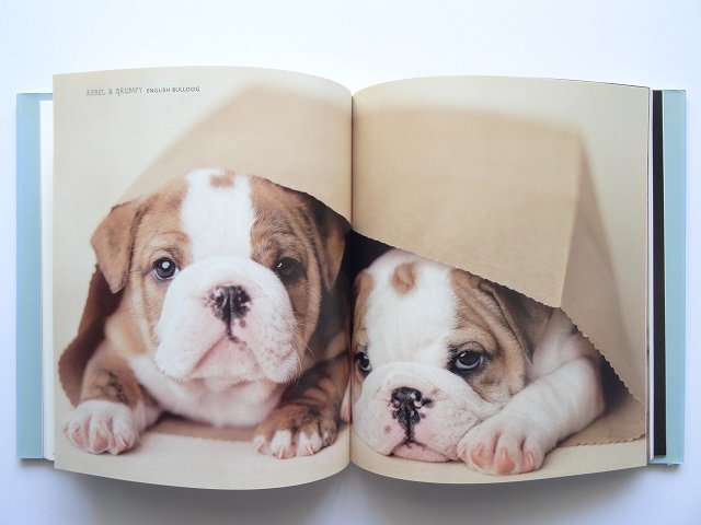 犬の写真集 - 洋書堂 ～おすすめの洋書のネット通販書店～
