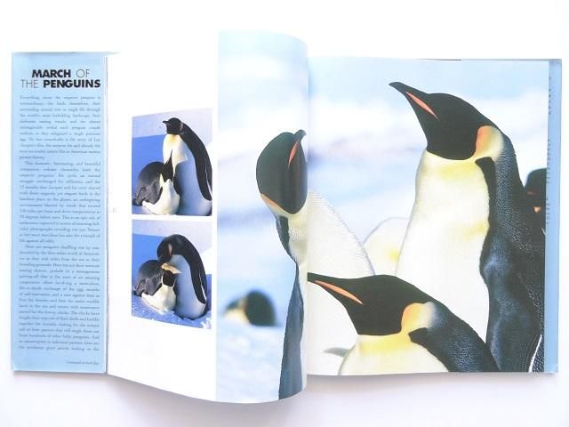 皇帝ペンギン写真集 洋書堂 おすすめの洋書のネット通販書店 皇帝ペンギン写真集 洋書堂 おすすめの洋書のネット通販書店