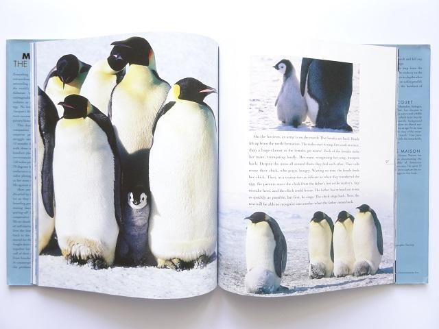皇帝ペンギン写真集 洋書堂 おすすめの洋書のネット通販書店 皇帝ペンギン写真集 洋書堂 おすすめの洋書のネット通販書店