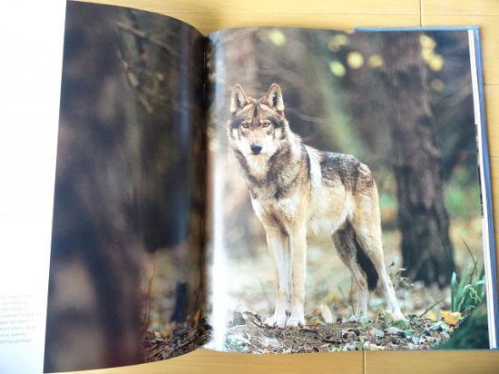 狼（オオカミ）の写真集 - 洋書堂 おすすめ洋書の通販 The Wolf