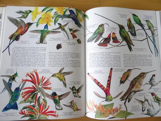 世界の鳥のオールカラー大図鑑 - 洋書堂おすすめ洋書の通販 Birds of 