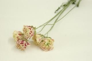 ラナンキュラス - ドライフラワーショップ FlowerDeco ラナンキュラス - ドライフラワーショップ FlowerDeco