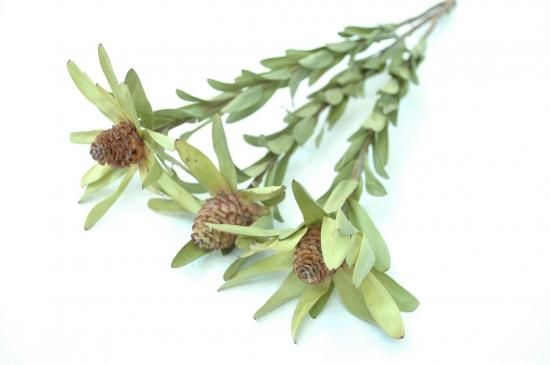 リューカデンドロンロゼッティ ドライフラワーショップ Flower Deco リューカデンドロンロゼッティ ドライフラワーショップ Flower Deco