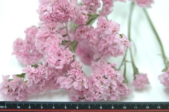 スターチスファーストレディー ドライフラワーショップ Flower Deco スターチスファーストレディー ドライフラワーショップ Flower Deco