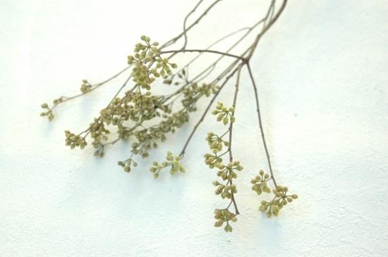 ユーカリロブスター 実 ドライフラワーショップ Flower Deco ユーカリロブスター 実 ドライフラワーショップ Flower Deco