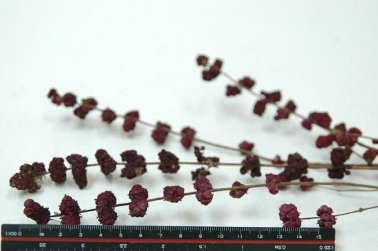 シンフォリカルポスワインレッド - ドライフラワーショップ FlowerDeco
