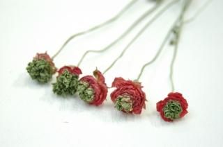 ドライフラワー ラナンキュラス❣️⑩ 高級ドライ】ラナンキュラス 茜てまり【赤/50cm】｜Flower Smith