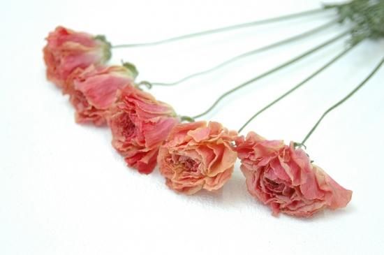 ラナンキュラスビュゼ ドライフラワーショップ Flower Deco ラナンキュラスビュゼ ドライフラワーショップ Flower Deco