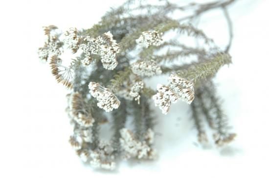 メタラシア ドライフラワーショップ Flower Deco メタラシア ドライフラワーショップ Flower Deco
