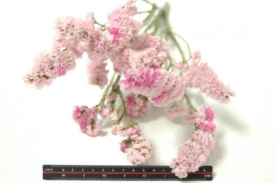 スターチス錦 ドライフラワーショップ Flower Deco スターチス錦 ドライフラワーショップ Flower Deco