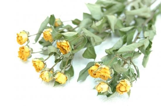 Spバラルミナス ドライフラワーショップ Flower Deco Spバラルミナス ドライフラワーショップ Flower Deco