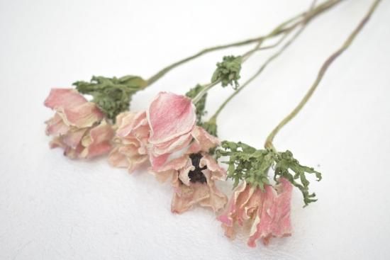 アネモネホワイトブラックセンター ピンク系 ドライフラワーショップ Flower Deco アネモネホワイトブラックセンター ピンク系 ドライフラワーショップ Flower Deco
