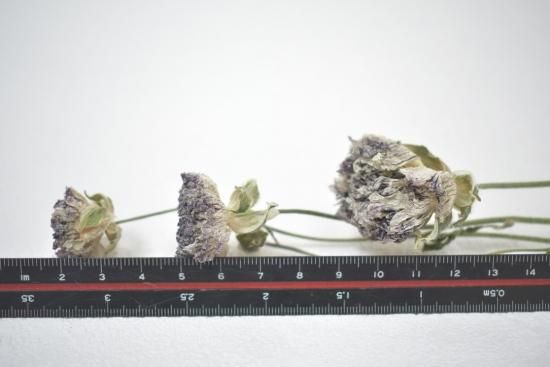 ラナンキュラスモロッコセティ ドライフラワーショップ Flower Deco ラナンキュラスモロッコセティ ドライフラワーショップ Flower Deco