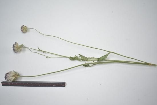 ラナンキュラスモロッコセティ ドライフラワーショップ Flower Deco ラナンキュラスモロッコセティ ドライフラワーショップ Flower Deco
