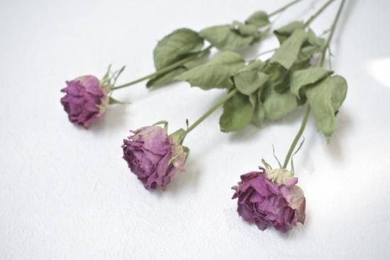 Stバラクールウォーター ドライフラワーショップ Flower Deco Stバラクールウォーター ドライフラワーショップ Flower Deco