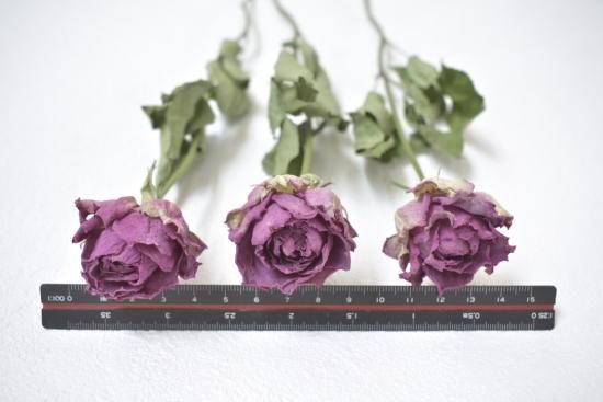 Stバラクールウォーター ドライフラワーショップ Flower Deco Stバラクールウォーター ドライフラワーショップ Flower Deco