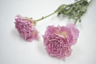 シャクヤク ドライフラワーショップ Flower Deco シャクヤク ドライフラワーショップ Flower Deco