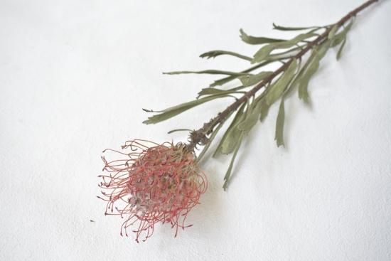 ピンクッションタンゴ ドライフラワーショップ Flower Deco ピンクッションタンゴ ドライフラワーショップ Flower Deco