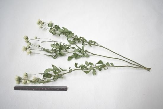 SPバラスプレーウィット - ドライフラワーショップ FlowerDeco