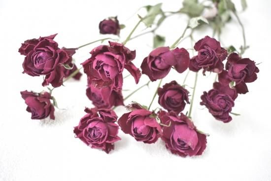Spバラエマレッタ ドライフラワーショップ Flower Deco Spバラエマレッタ ドライフラワーショップ Flower Deco