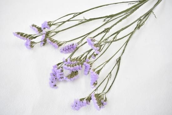 スターチススノーバイオレット ドライフラワーショップ Flower Deco スターチススノーバイオレット ドライフラワーショップ Flower Deco