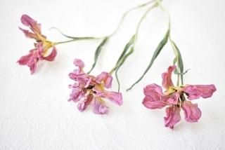 チューリップ ドライフラワーショップ Flower Deco チューリップ ドライフラワーショップ Flower Deco