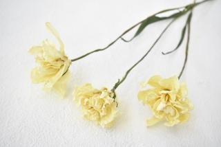 チューリップ ドライフラワーショップ Flower Deco チューリップ ドライフラワーショップ Flower Deco