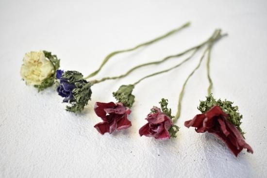 アネモネモナリザ ミックス ドライフラワーショップ Flower Deco アネモネモナリザ ミックス ドライフラワーショップ Flower Deco