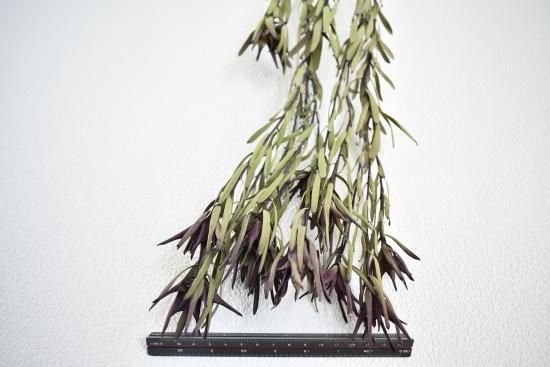 ❇️リューカデンドロン ブラッシュ❣️希少 ドライフラワー リューカデンドロンブラッシュ - ドライフラワーショップ FlowerDeco