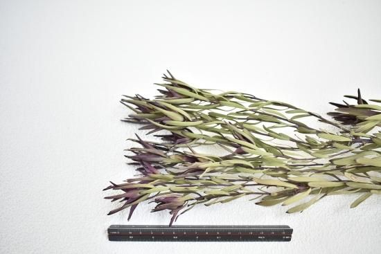 ❇️リューカデンドロン ブラッシュ❣️希少 ドライフラワー リューカデンドロンブラッシュ - ドライフラワーショップ FlowerDeco