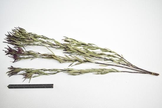 リューカデンドロンブラッシュ - ドライフラワーショップ FlowerDeco