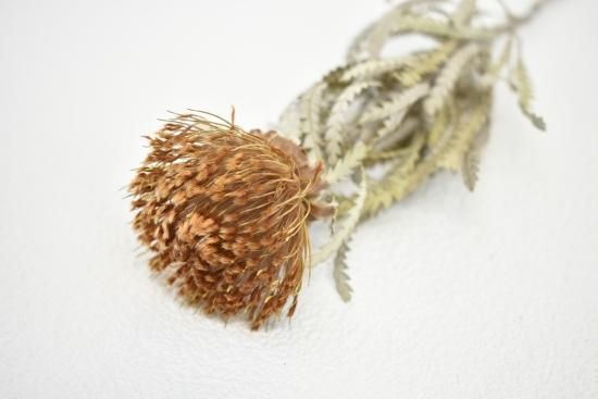 40本　ドライアンドラ　フォルモーサ ドライフラワー］ドライアンドラフォルモーサ商品ページ - 土と