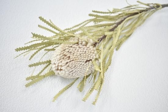 専用＊バンクシア＆クロホウズキ ドライフラワーブーケ バンクシア