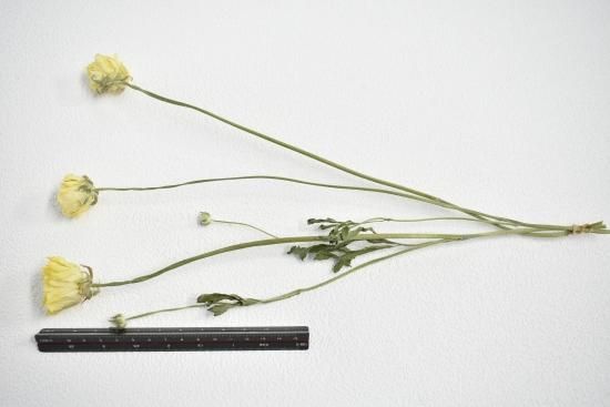 ラナンキュラスレモンてまり - ドライフラワーショップ FlowerDeco