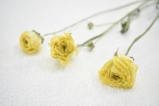 SALE - ドライフラワーショップ FlowerDeco