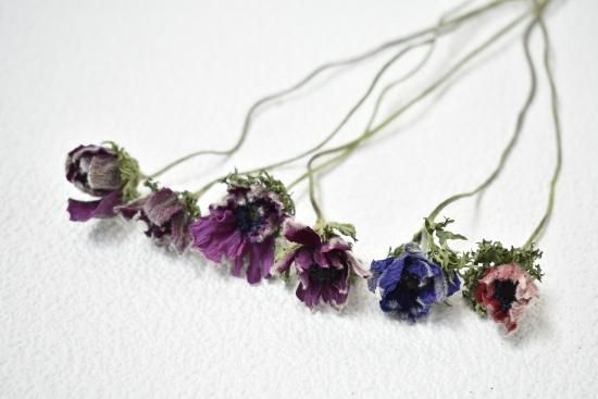 アネモネミックスB - ドライフラワーショップ FlowerDeco アネモネミックスB - ドライフラワーショップ FlowerDeco