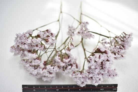 静物　花 スターチスシンジーシルバー - ドライフラワーショップ FlowerDeco