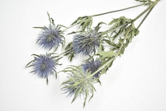 エリンジウムマグネーター - ドライフラワーショップ FlowerDeco