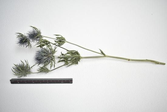 エリンジウムマグネーター - ドライフラワーショップ FlowerDeco
