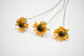 ドライフラワー］夏を彩る向日葵セット 商品ページ - 土と風の植物園