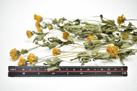 ヒメヒマワリ旭 - ドライフラワーショップ FlowerDeco ヒメヒマワリ旭 - ドライフラワーショップ FlowerDeco